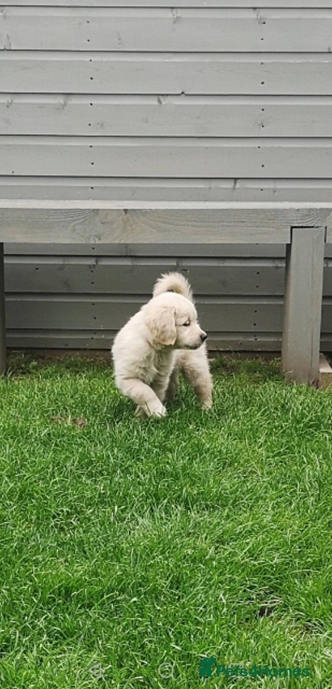 Golden Retriever dogs for stud: 5th Generation KC Registered TOO GOOD TO MISS STUD - Image 10