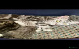 British Shorthair cats for sale: Male British Shorthaired Crossbreed For Sale - Image 1