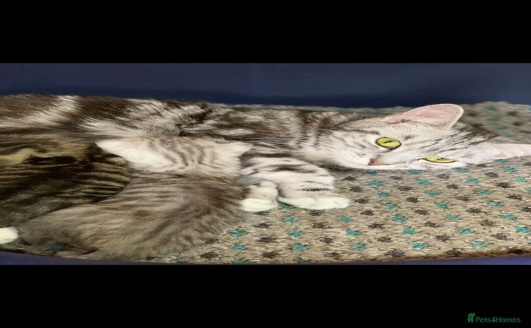 British Shorthair cats - Advert 13