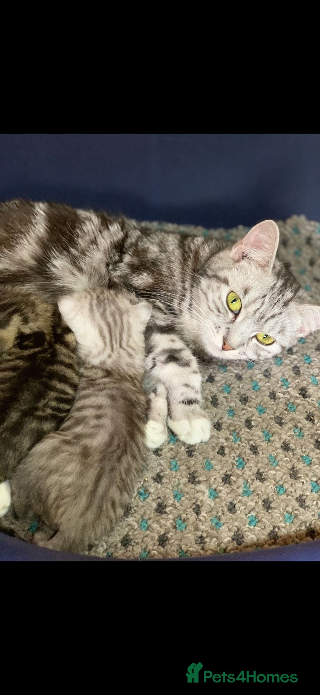 British Shorthair cats for sale: Male British Shorthaired Crossbreed For Sale - Image 1