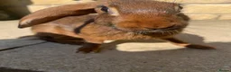 Belgian Hares rabbits for sale: BUCK & DOE - BELGIAN HARES  - Advert 4