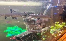 Sharks fish for sale: 3 x Large Bala sharks - Image 3