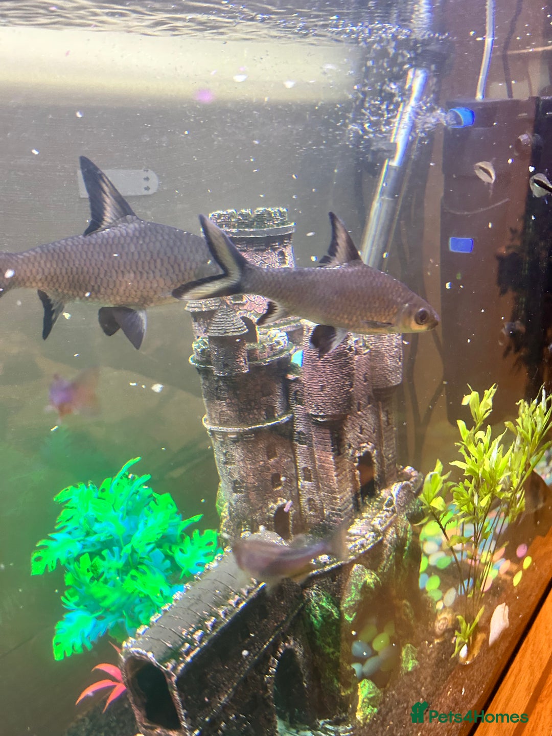 Sharks fish for sale: 3 x Large Bala sharks - Image 3