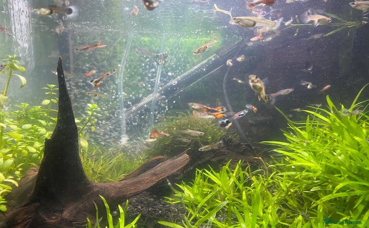 Live Bearers fish - Advert 1