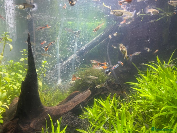 Live Bearers fish - Advert 1