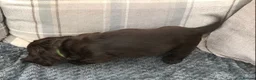 Cocker Spaniel dogs for sale: KC registered Show cocker spaniel  in King's Lynn - Advert 27