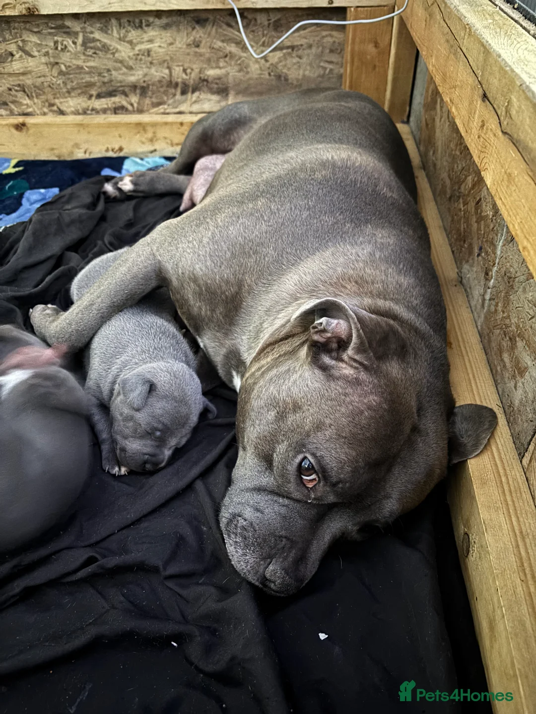 Staffordshire Bull Terrier dogs for sale: Staffy pups  - Advert 11