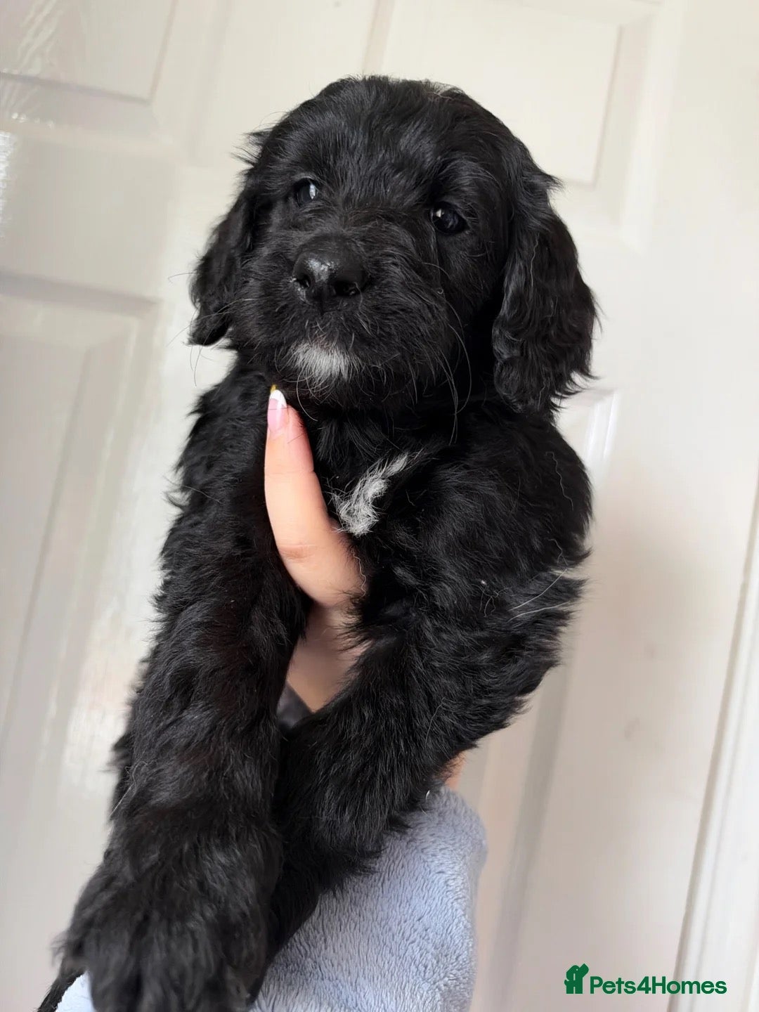 Labradoodle dogs for sale: 4 LEFT.🩷🧡Gorgeous female Labradoodles.  - Advert 8