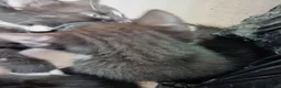 Mixed Breed cats for sale: Kittens 4 sale - Advert 6