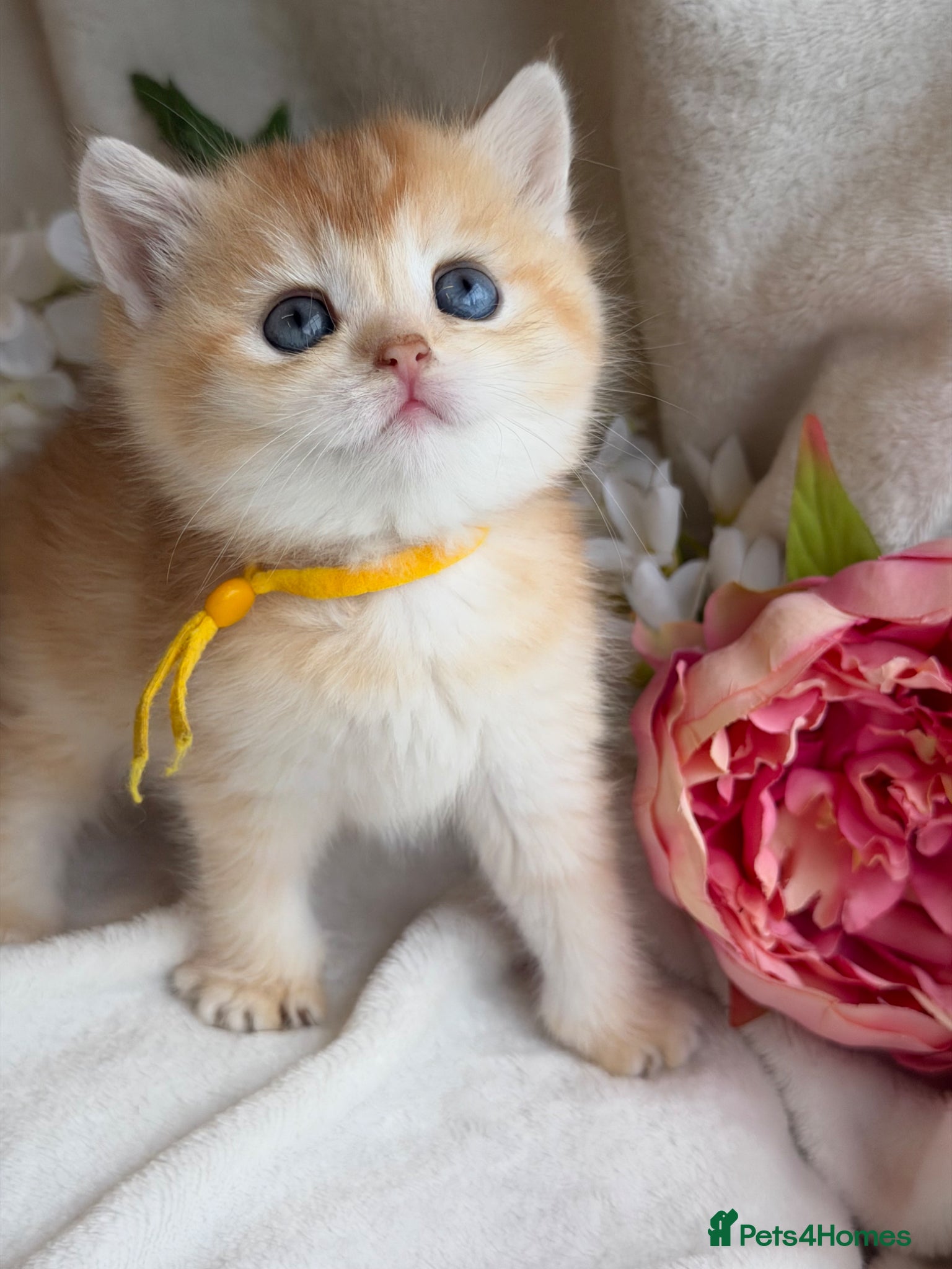 British Shorthair cats for sale: British shorthair golden adorable kitten GCCF  - Advert 13