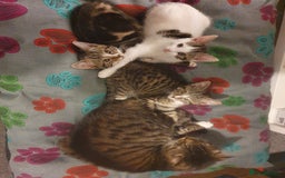 Mixed Breed cats for sale: The three musketeers are looking for new homes - Image 3