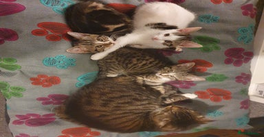 Mixed Breed cats The three musketeers are looking for new homes - Advert 15