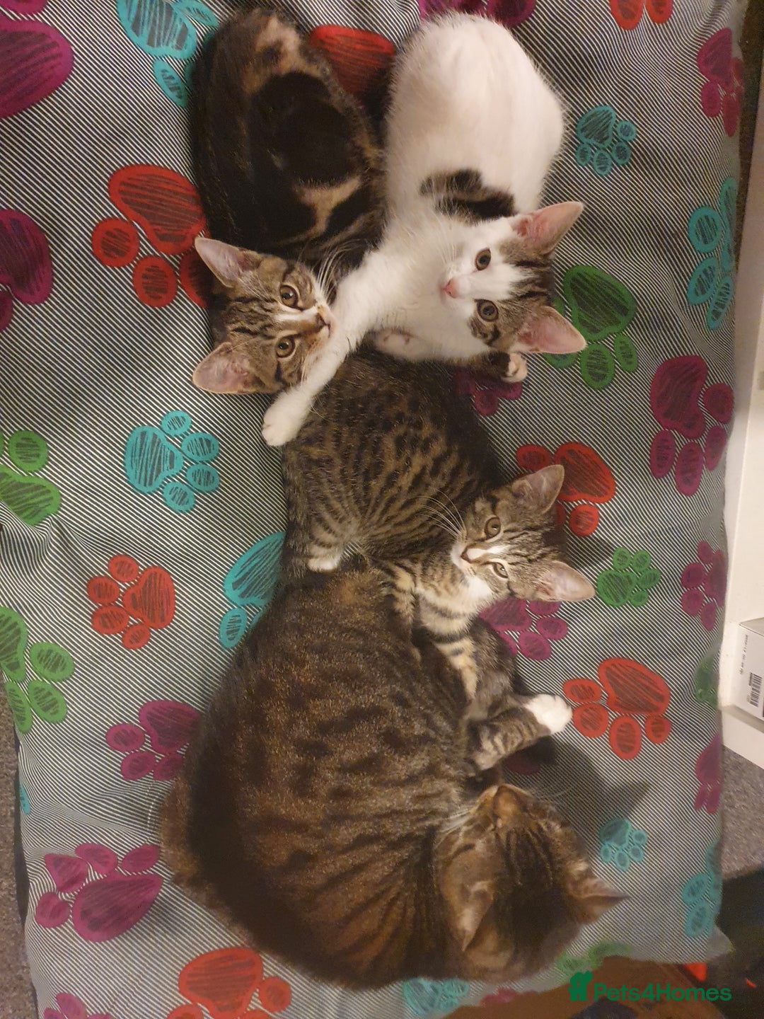 Mixed Breed cats for sale: The three musketeers are looking for new homes - Image 3