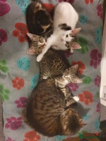 Mixed Breed cats The three musketeers are looking for new homes - Advert 11