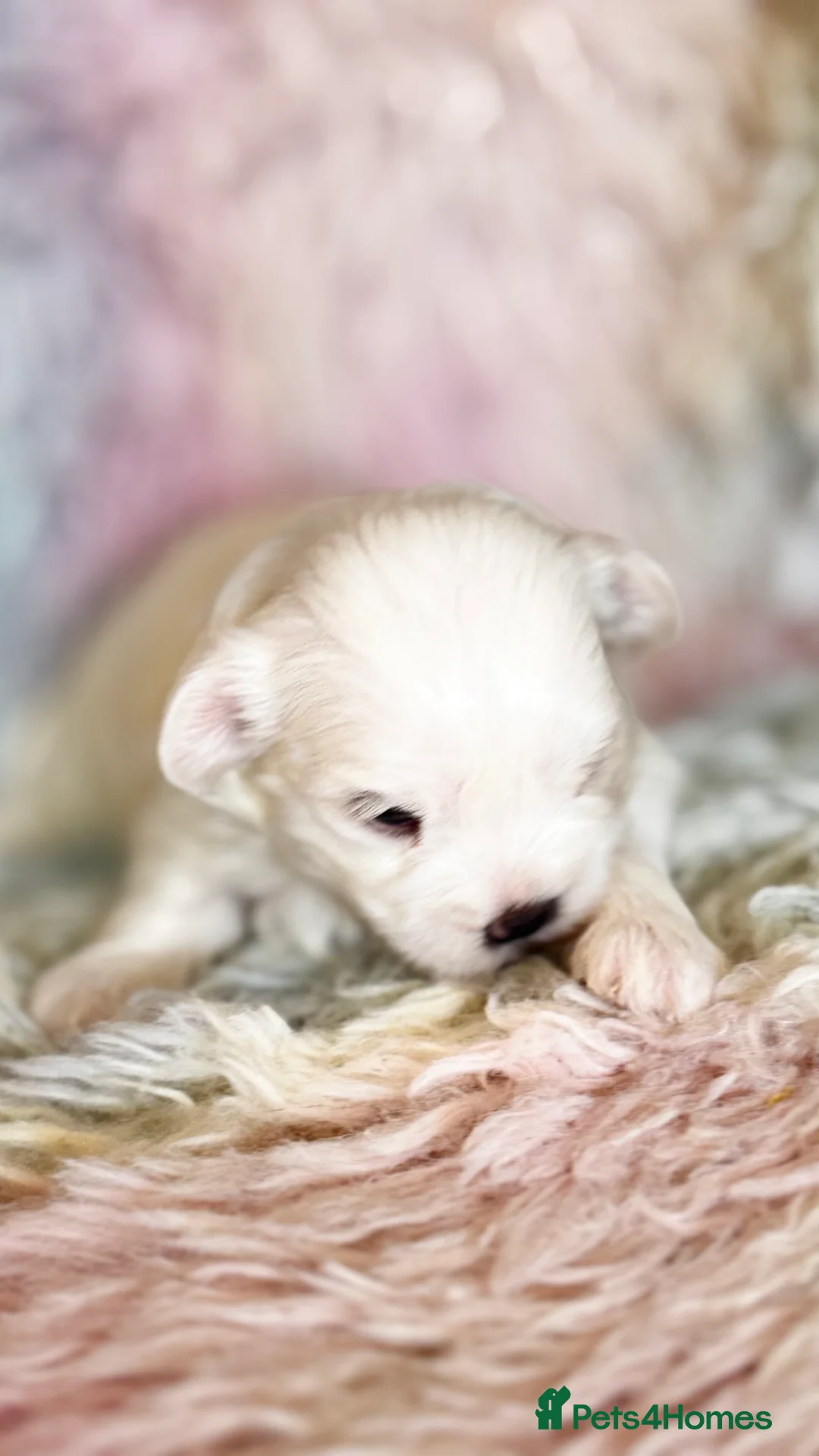 Maltese dogs for sale: Kc registered mini Maltese  - Advert 10