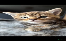 Maine Coon cats for sale: 7 Maine Coon x Bengal kittens - Image 11