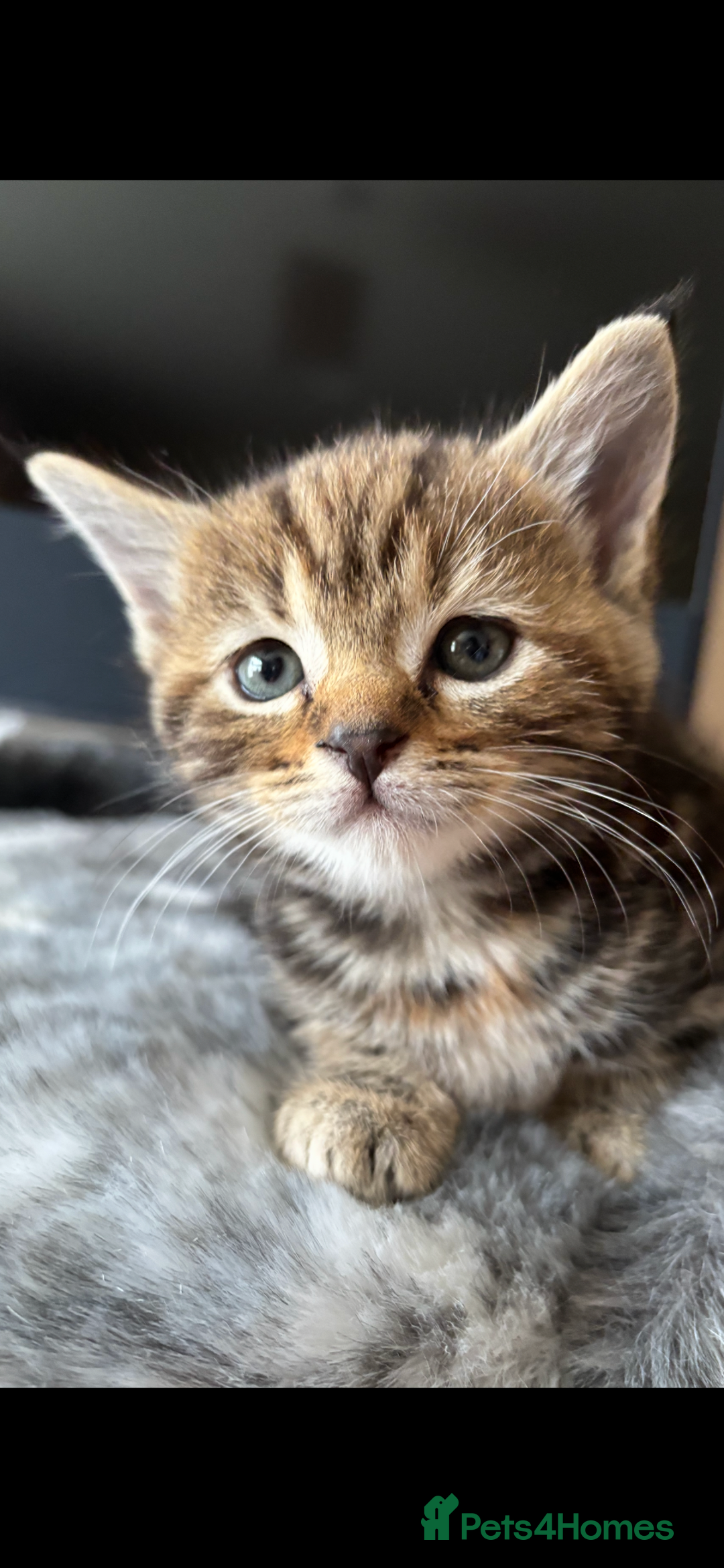 Maine Coon cats for sale: 7 Maine Coon x Bengal kittens - Image 11