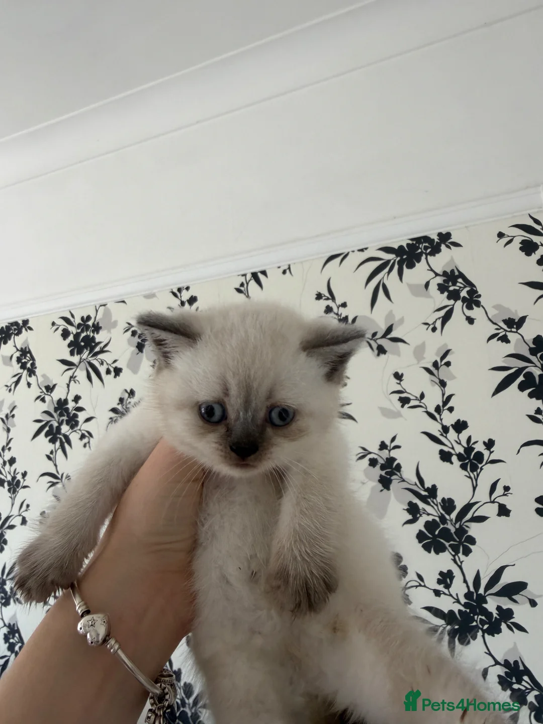 Scottish Fold cats for sale: Scottish Fold x British  - Advert 1