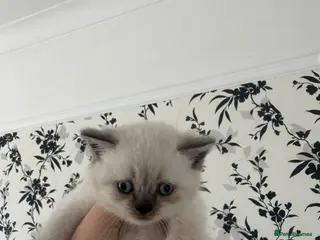 Scottish Fold cats Scottish Fold x British - Advert 1