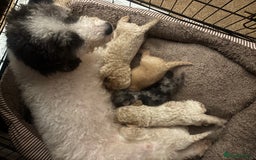 Cavapoochon dogs for sale: Teddy bear Cavapoochons health tested lineage - Advert 16