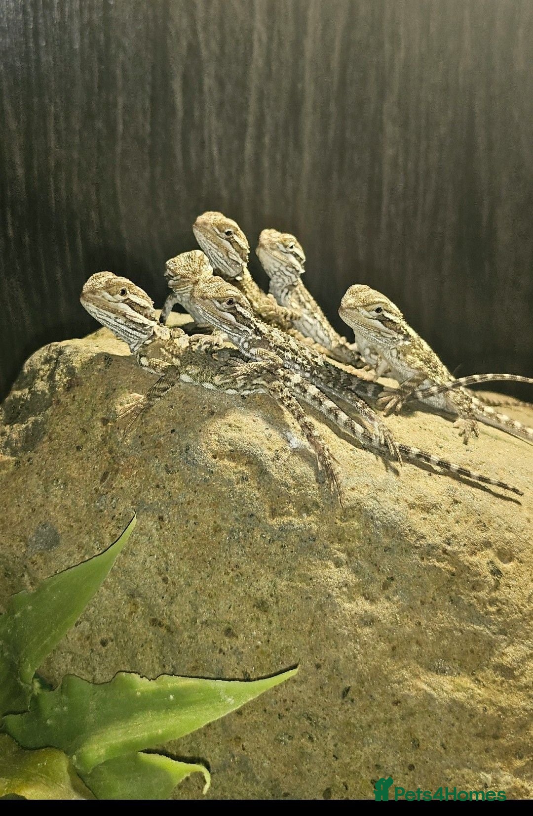 Bearded Dragon reptiles Baby Rankin's Dragons - Advert 1