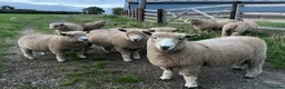 Sheep livestock for sale: Pedigree ryeland ram lambs in Hereford - Advert 5