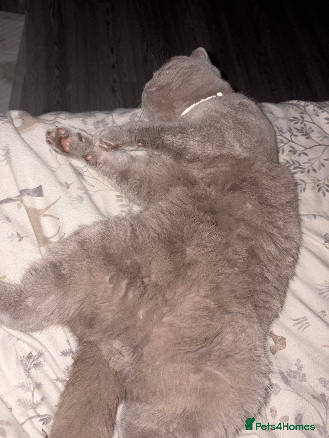 British Shorthair cats for stud: 🐻Gorgeous lilac Bsh stud 🐻 - Advert 7