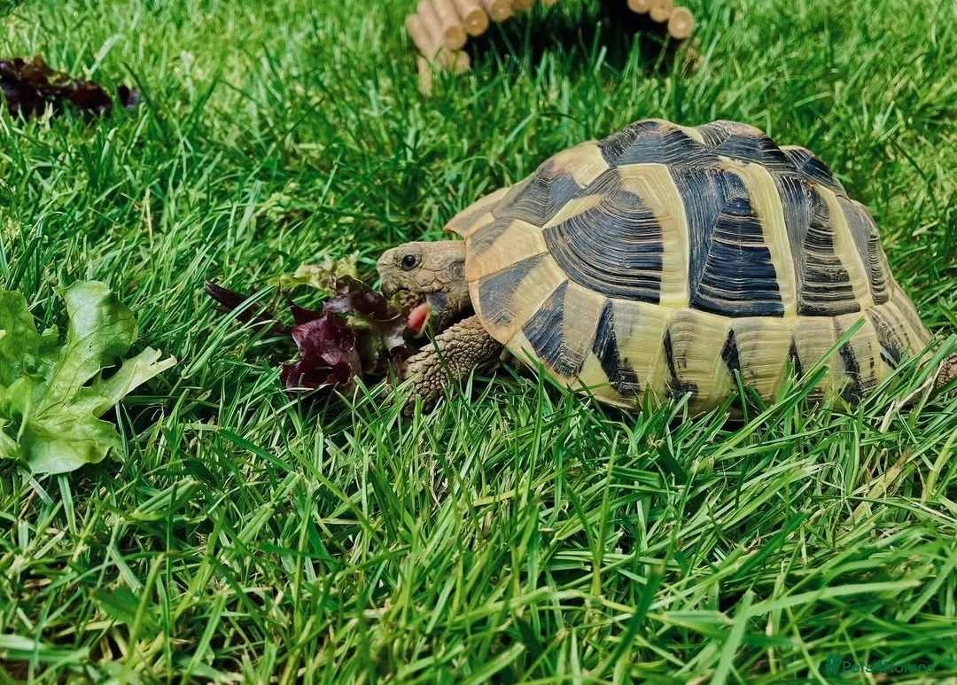 Hermann Tortoise reptiles for sale: Male Herman tortoise in Filey - Advert 1