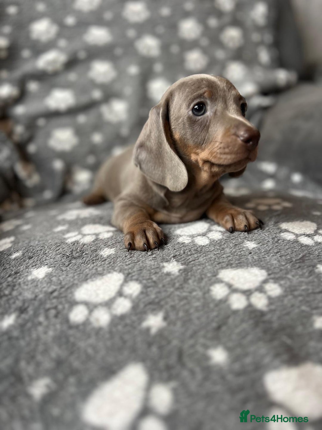 Miniature Dachshund dogs for sale: Miniature Dachshund Puppies  - Image 2