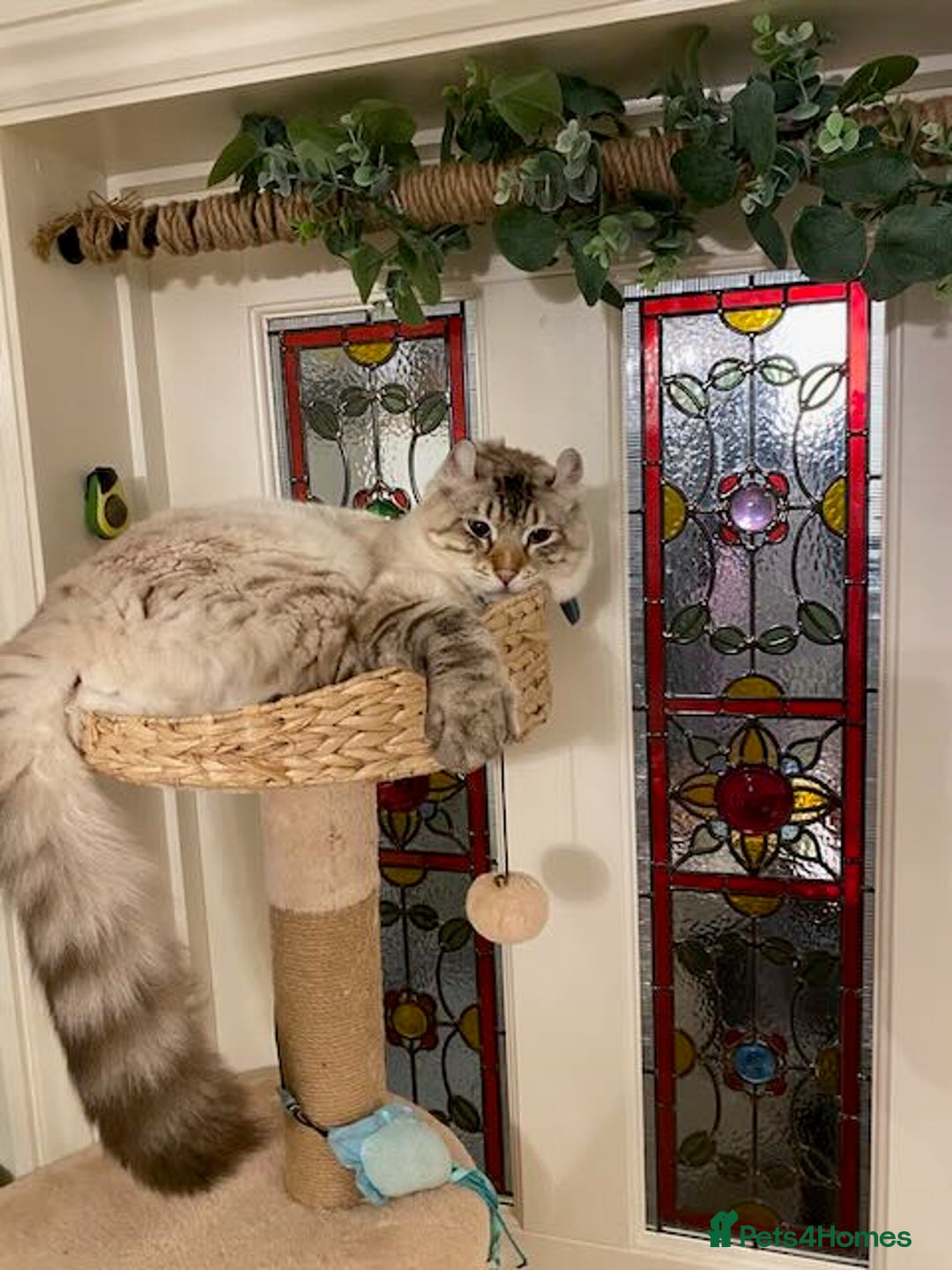 Keetso cats for sale: Stunning Blue-Eyed Keetso Cat for Sale - Advert 4