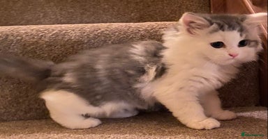Mixed Breed cats - Advert 3