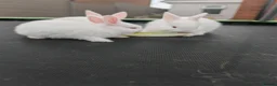New Zealand rabbits for sale: Beautiful New Zealand Rabbits – Boys & Girls  in Farnborough - Advert 4