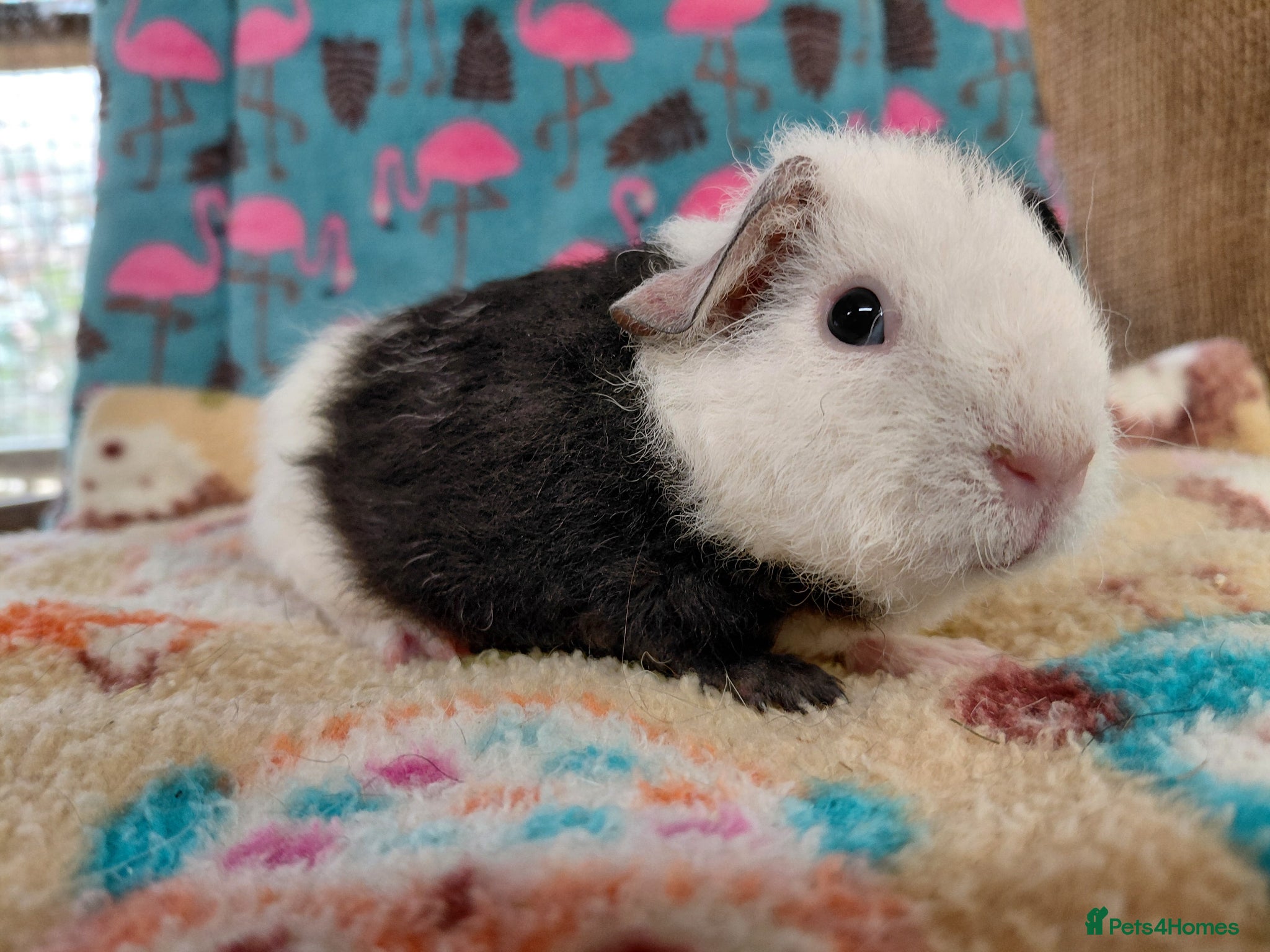 Guinea Pig rodents Baby Boars In Different Breeds  - Advert 1