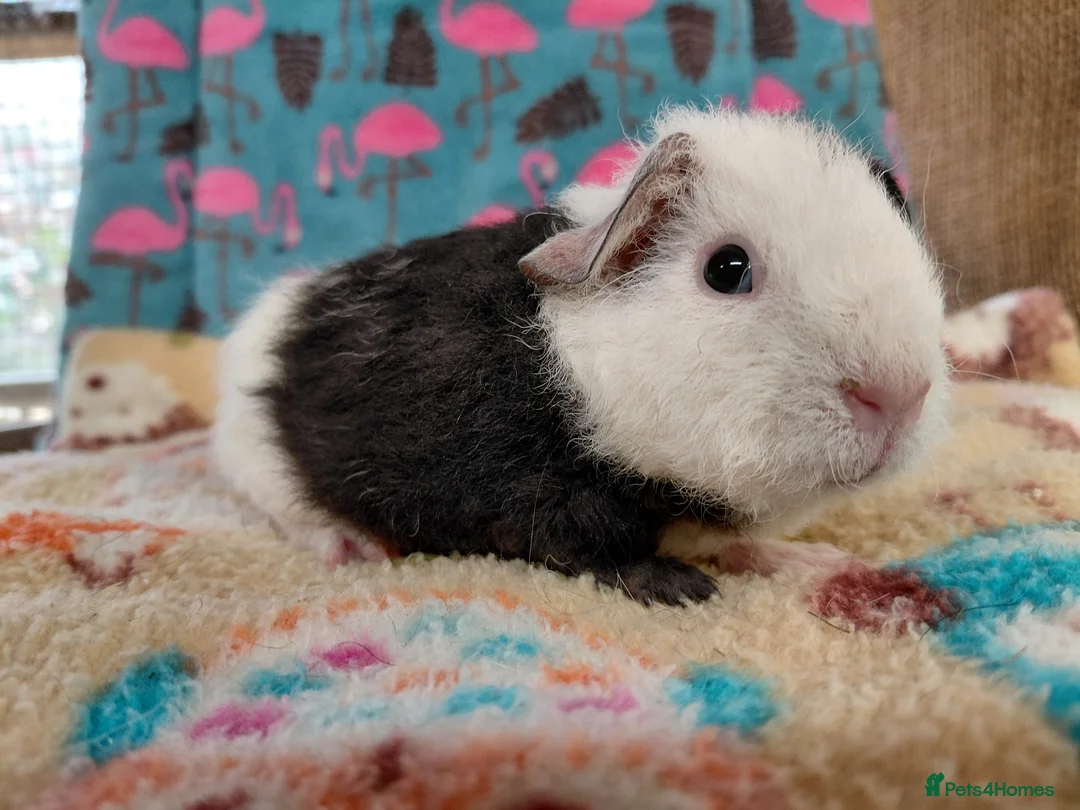 Guinea Pig rodents for sale: Baby Boars In Different Breeds  - Advert 1