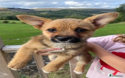 Mixed Breed dogs for sale: Corrier (Corgi X Border Terrier)  - Image 6
