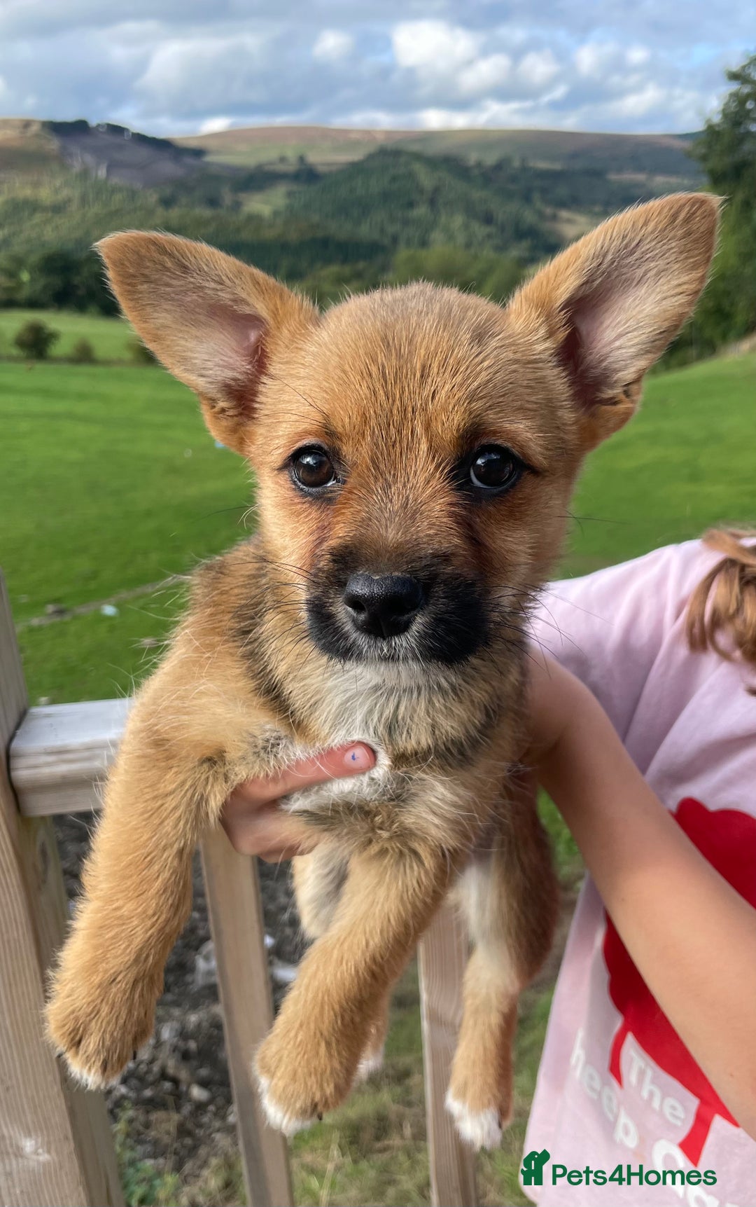Mixed Breed dogs for sale: Corrier (Corgi X Border Terrier)  - Image 6