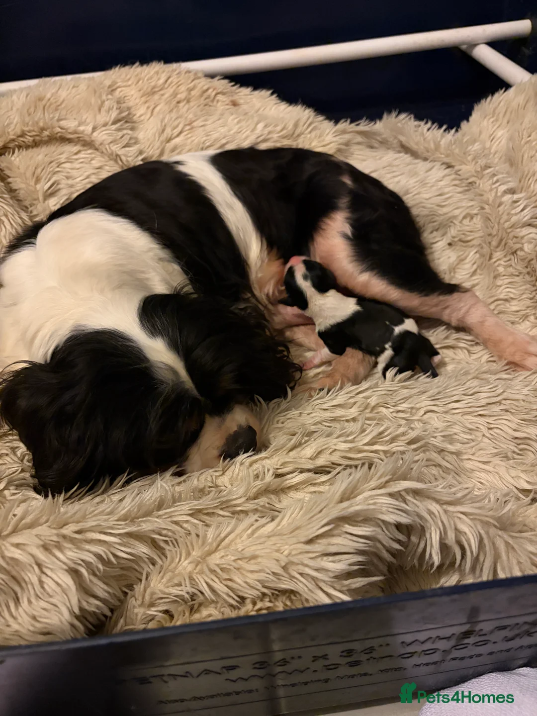 Cavalier King Charles Spaniel dogs for sale: Beautiful tri boy available  - Advert 1