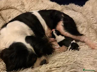 Cavalier King Charles Spaniel dogs Beautiful tri boy available - Advert 6