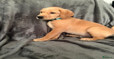 Labrador Retriever dogs - Advert 14