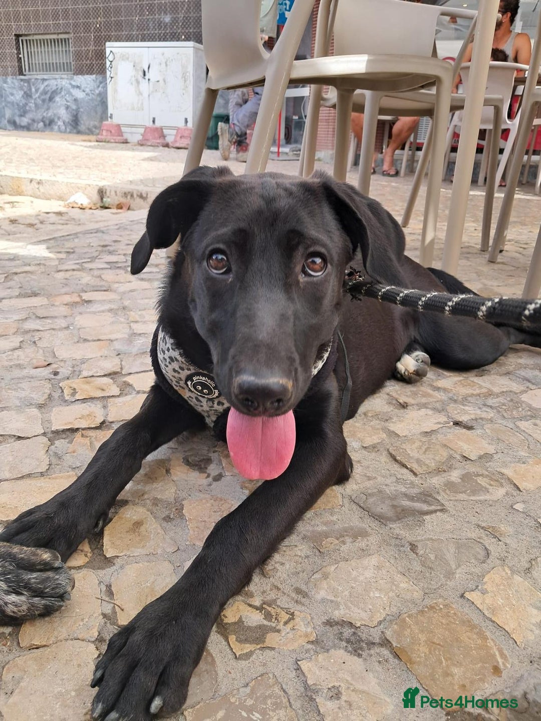 Mixed Breed dogs for adoption: Lovely Leah - Image 6