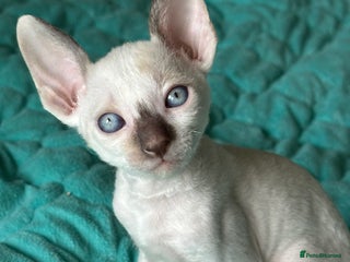 Cornish Rex cats - Advert 6