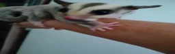 Sugar Glider rodents for sale: Creamino het leu baby boy - Advert 4