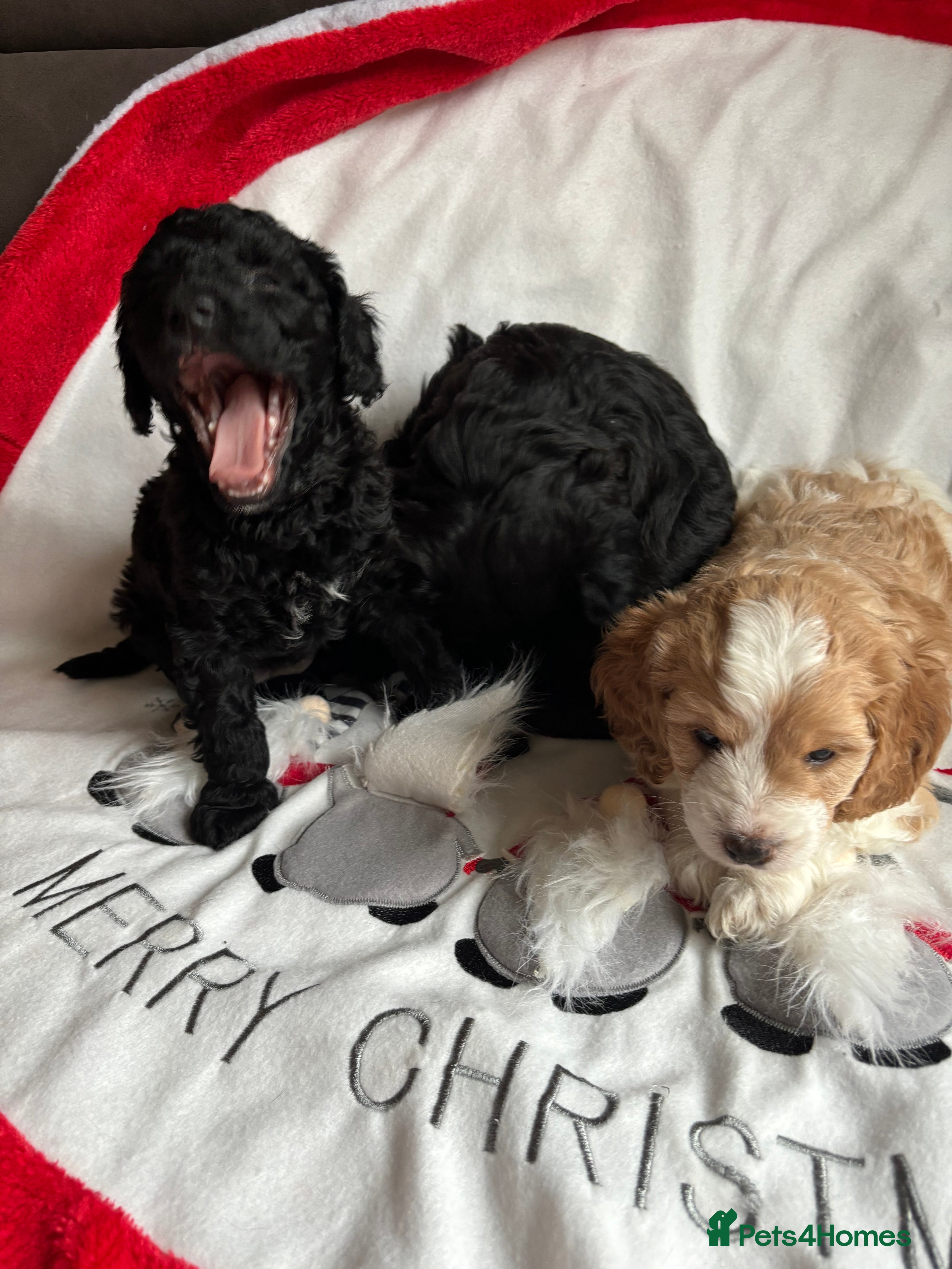 Mixed Breed dogs Sprockerpoo x cockerpoo pups - Advert 1