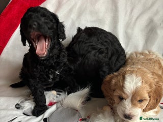 Mixed Breed dogs Sprockerpoo x cockerpoo pups - Advert 1