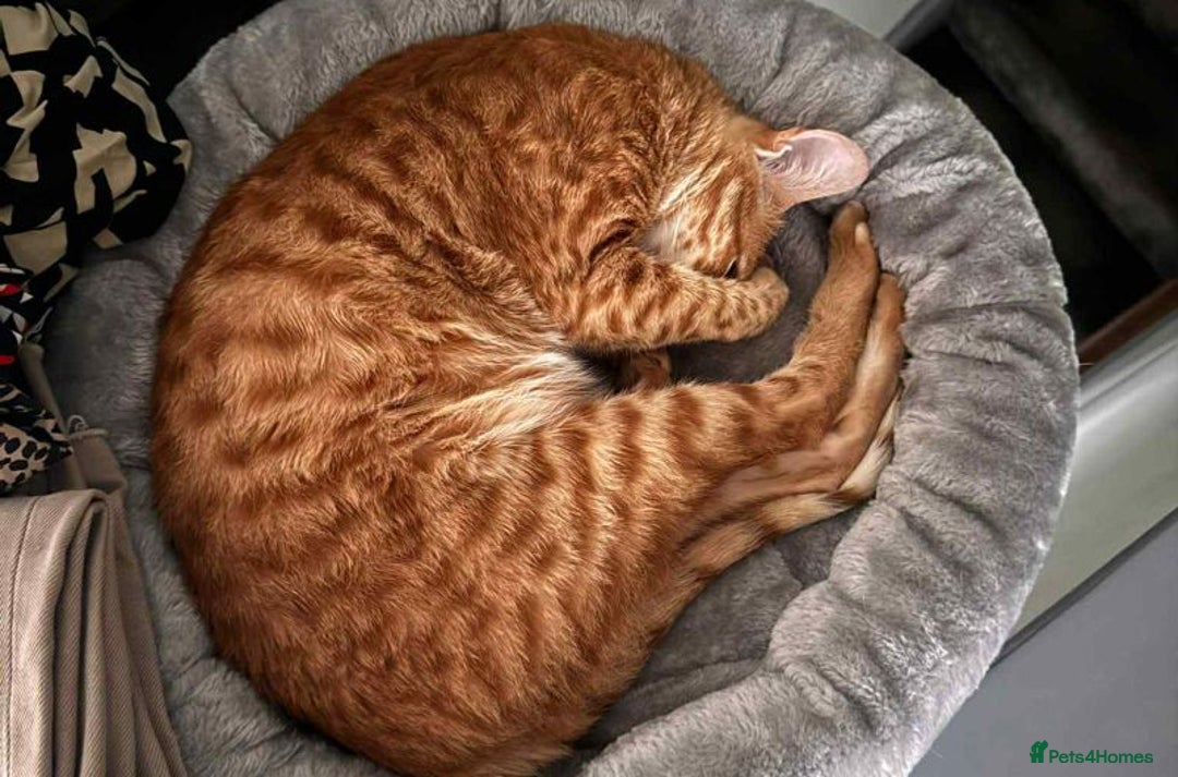 Arabian Mau cats for adoption: Gus   - Image 2