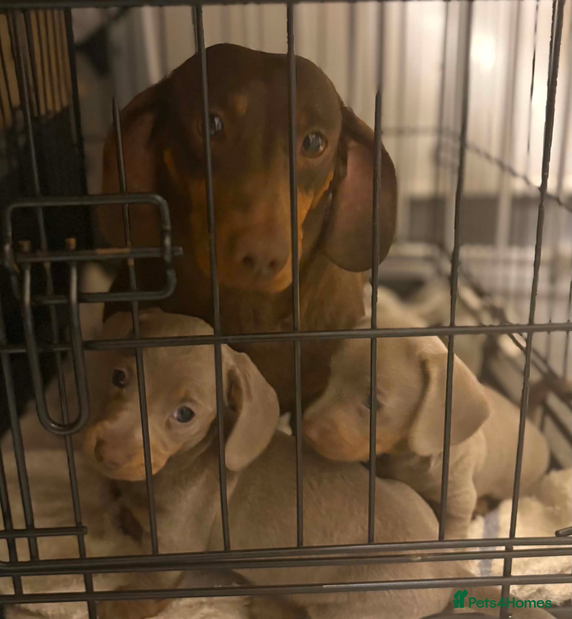 Dachshund dogs Silver Tan Dachshund puppies - Advert 6