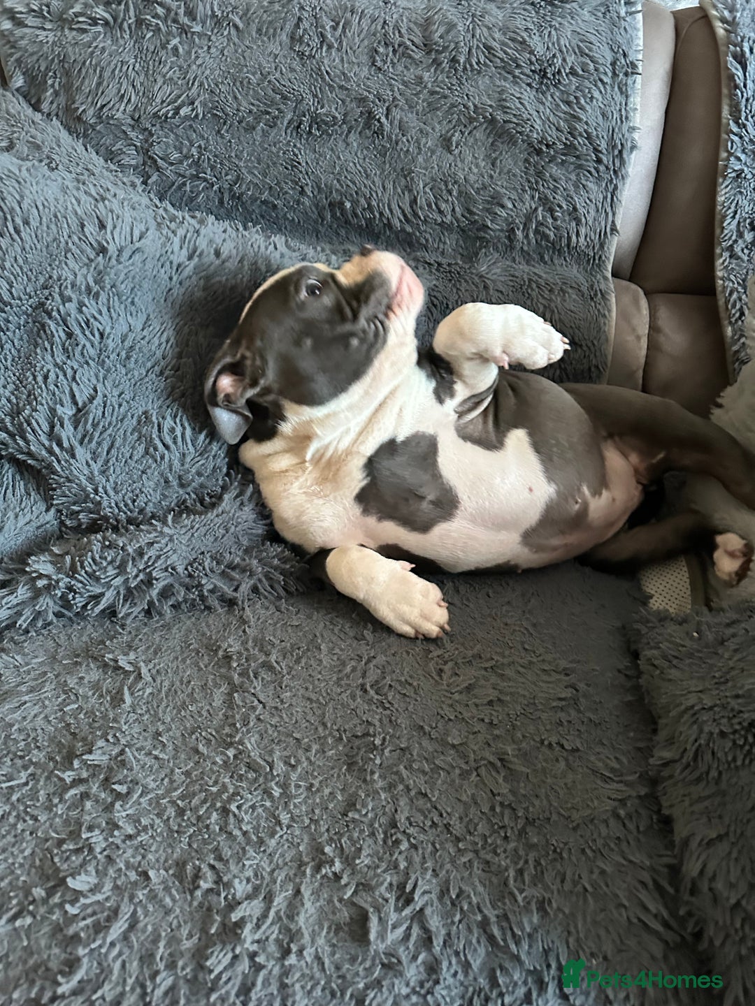 American Bully dogs for sale: 🐾 ABKC Registered Micro/Pocket Bully Puppies! 🐾 - Advert 40