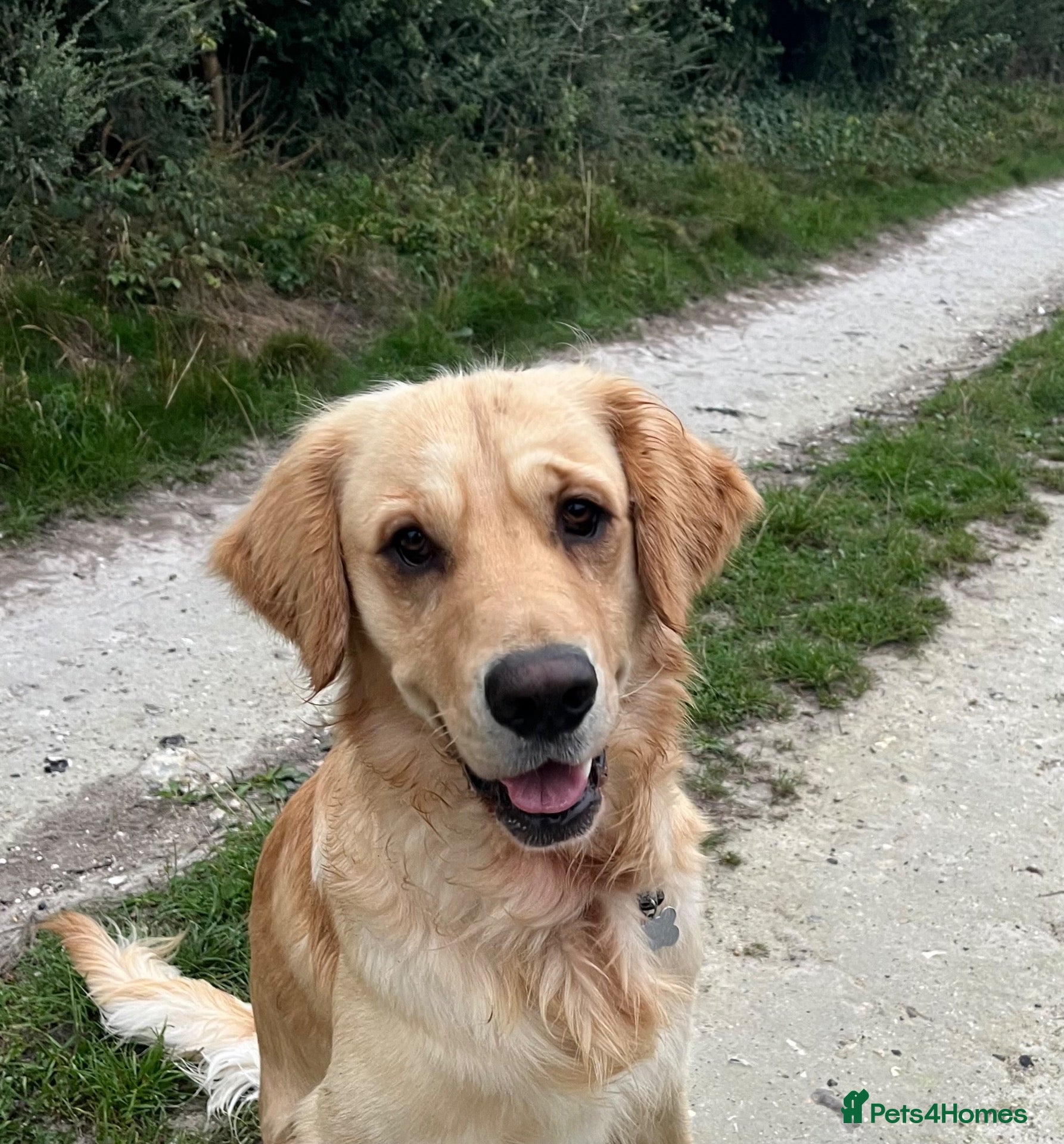 Golden Retriever dogs Available for stud from January  - Advert 1