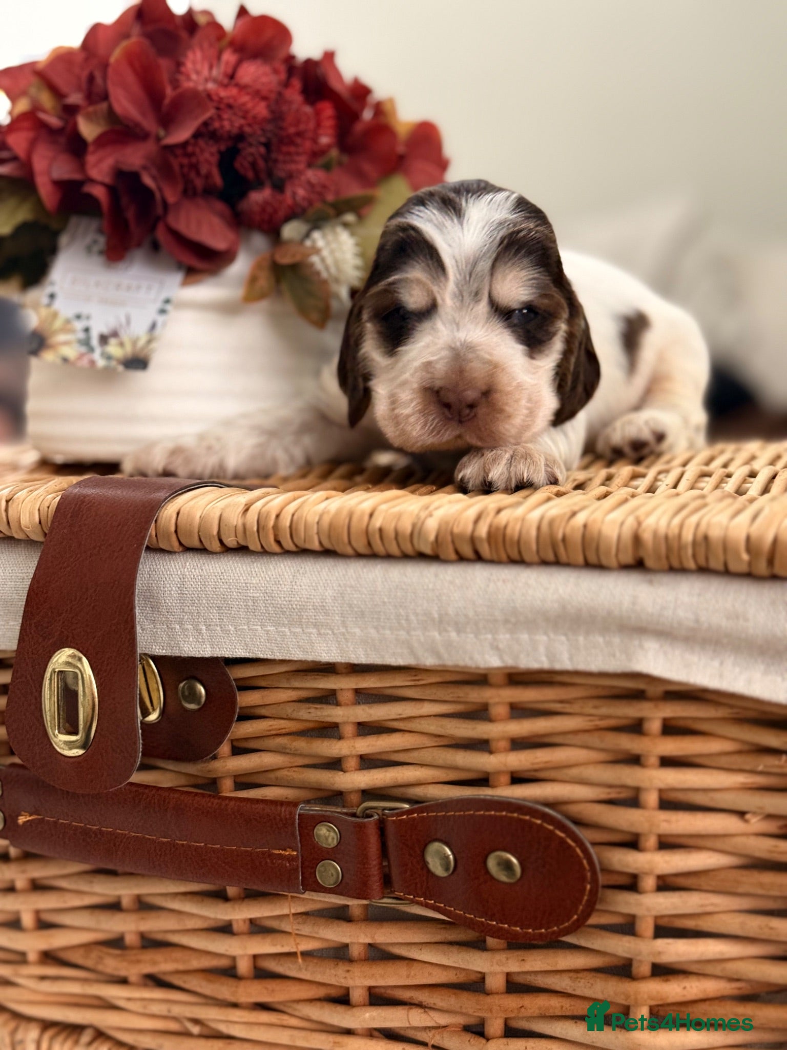 Cocker Spaniel dogs Show type cocker spaniels  - Advert 1