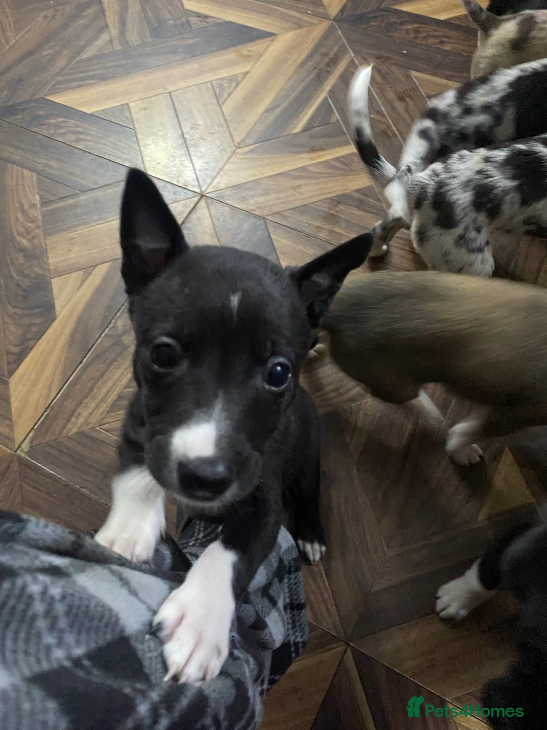 Mixed Breed dogs for sale: Collie lurcher greyhound mix - Advert 28